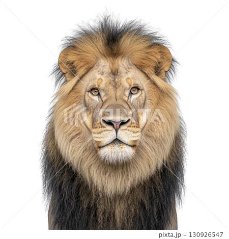 majestic lion with thick mane stares directly ahead, exuding strength and confidence. detailed fur and intense gaze highlight lion regal presence 130926547