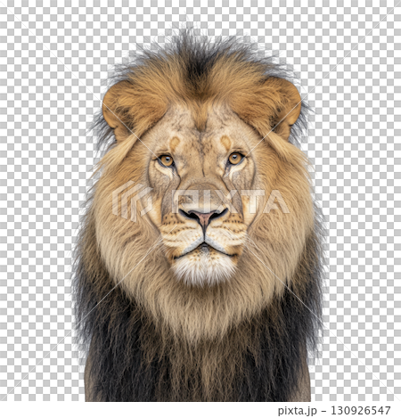majestic lion with thick mane stares directly ahead, exuding strength and confidence. detailed fur and intense gaze highlight lion regal presence 130926547