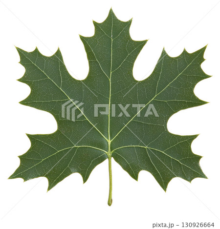 A single green maple leaf with distinct shape and visible veins, isolated on transparency background. leaf texture and natural details are clearly visible 130926664