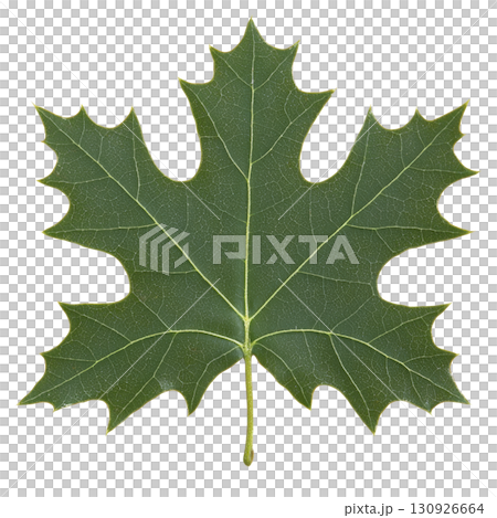 A single green maple leaf with distinct shape and visible veins, isolated on transparency background. leaf texture and natural details are clearly visible 130926664