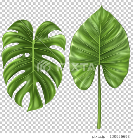 A Two vibrant green tropical leaves, one with split design and other with smooth surface, are displayed side by side. leaves showcase natural beauty and lush textures 130926698