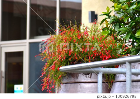 ガラス窓とハナチョウジ ガラス窓とハナチョウジ 130926798