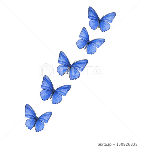 Five vibrant blue butterflies are gracefully flying in diagonal formation against plain background, showcasing their delicate wings and natural beauty 130926835
