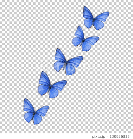 Five vibrant blue butterflies are gracefully flying in diagonal formation against plain background, showcasing their delicate wings and natural beauty 130926835
