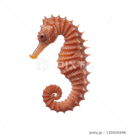 vibrant orange seahorse with intricate textures and curled tail is isolated on transparency background, showcasing its unique shape and delicate features vibrant orange seahorse with intricate textures and curled tail is isolated on transparency background, showcasing its unique shape and delicate features 130926846