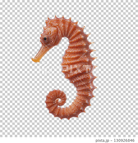 vibrant orange seahorse with intricate textures and curled tail is isolated on transparency background, showcasing its unique shape and delicate features vibrant orange seahorse with intricate textures and curled tail is isolated on transparency background, showcasing its unique shape and delicate features 130926846