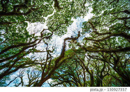 Amazing Bottom view of Giant trees with Huge trunks and Branches at De Djawatan, Benculuk, Banyuwangi,East Java, Indonesia Amazing Bottom view of Giant trees with Huge trunks and Branches at De Djawatan, Benculuk, Banyuwangi,East Java, Indonesia 130927357