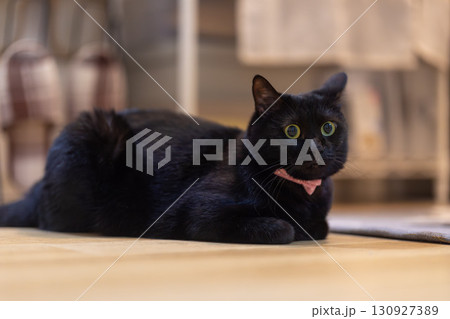 黒猫 130927389