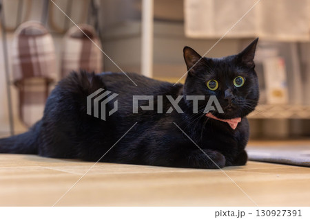 黒猫 130927391