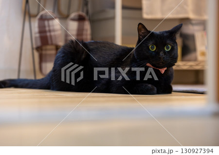 黒猫 130927394