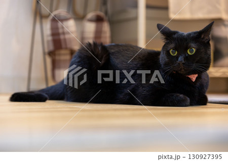 黒猫 130927395