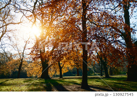 Light And Shadows During The Day In The Autumnal Park  130927545