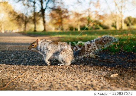 Happy Squirrel On A Path In The Park During Fall 130927573
