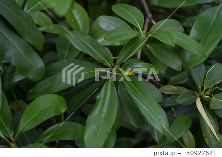 The broad leaves of a tree growing in a dense forest The broad leaves of a tree growing in a dense forest 130927621