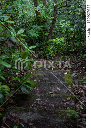 Stone steps down in an old dense forest 130927625