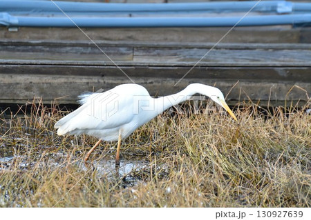 サギ イメージ サギ イメージ 130927639