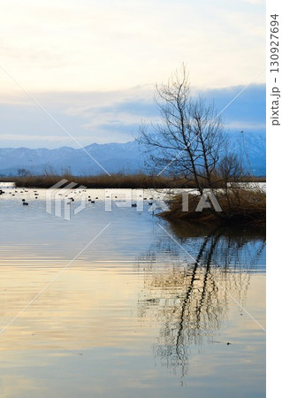 朝の福島潟(新潟県) 朝の福島潟(新潟県) 130927694