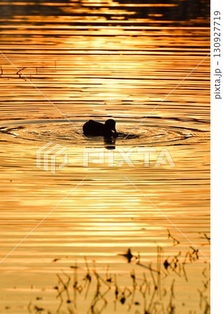 朝の福島潟（新潟県） 130927719