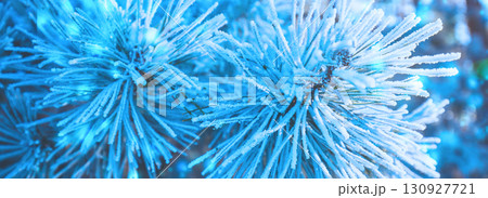 Pine branches covered with rime. Natural winter background in blue color. Winter nature. Snowy forest. Christmas background. Horizontal banner 130927721