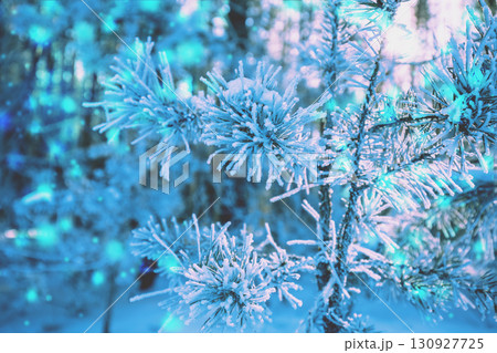 Pine branches covered with rime. Natural winter background in blue color. Winter nature. Snowy forest. Christmas background. Horizontal banner 130927725