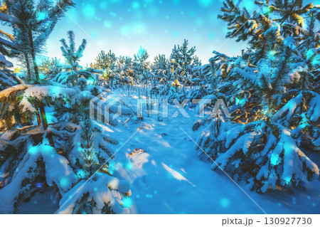 Winter snowy fairy wood. Young pine trees in the snow Winter snowy fairy wood. Young pine trees in the snow 130927730