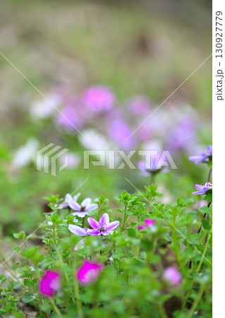 新潟県庁の森　雪割草（新潟県） 130927779