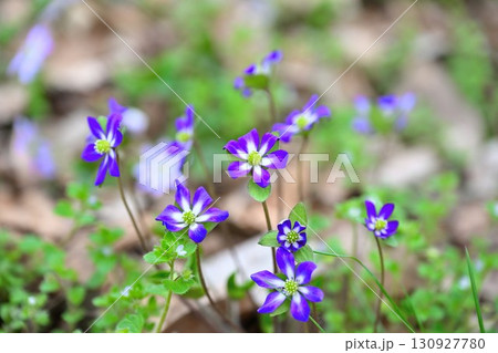 新潟県庁の森　雪割草（新潟県） 130927780