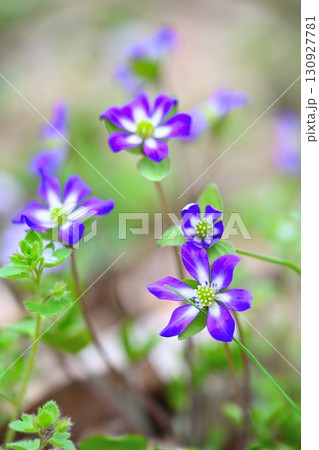 新潟県庁の森　雪割草（新潟県） 130927781