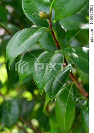 水滴付きの葉 新緑イメージ (エコロジー:Air is clean SDGs oxygen) 水滴付きの葉 新緑イメージ (エコロジー:Air is clean SDGs oxygen) 130927808