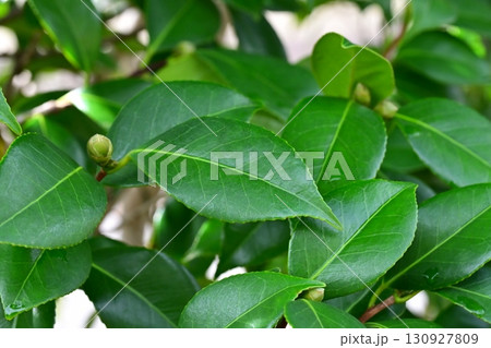 水滴付きの葉 新緑イメージ (エコロジー:Air is clean SDGs oxygen) 水滴付きの葉 新緑イメージ (エコロジー:Air is clean SDGs oxygen) 130927809