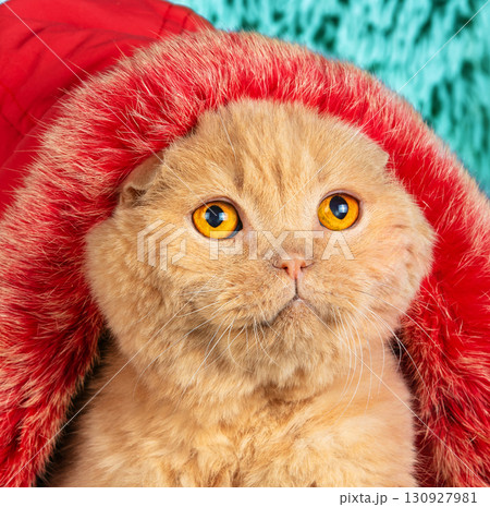 Portrait of cute funny Scottish fold cat in red fur hood sitting on blue blanket Portrait of cute funny Scottish fold cat in red fur hood sitting on blue blanket 130927981