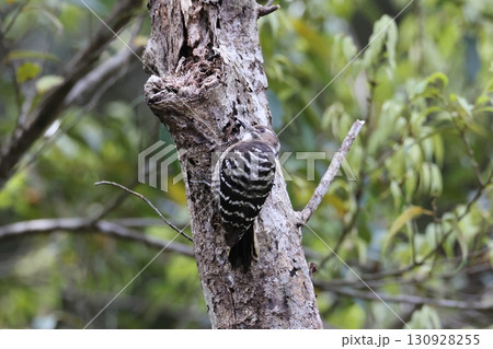 上空を警戒するアマミコゲラ 130928255