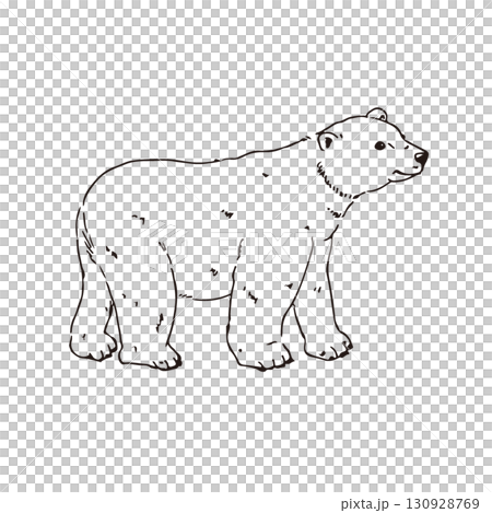 Hand-drawn polar bear illustration (line drawing) Hand-drawn polar bear illustration (line drawing) 130928769