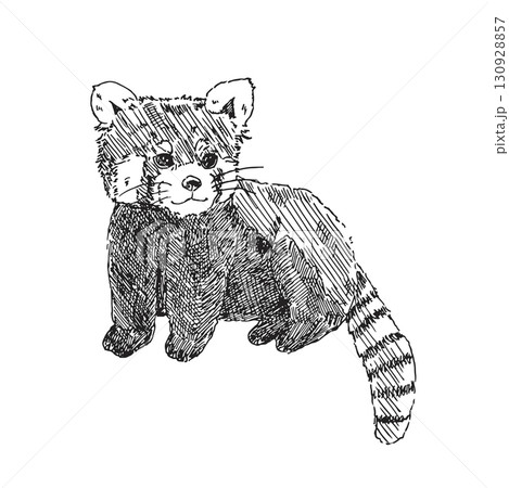 リアルな手描きのレッサーパンダのイラスト(線画) 130928857