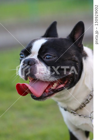 ドックランで可愛く見つめるボストンテリアのマイティ君 ドックランで可愛く見つめるボストンテリアのマイティ君 130929002