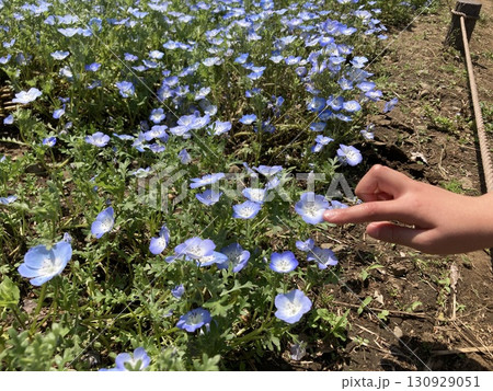 晴れの日のネモフィラ 晴れの日のネモフィラ 130929051