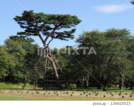 史跡 白老仙台藩陣屋跡にある「最後の赤松」 史跡 白老仙台藩陣屋跡にある「最後の赤松」 130929523