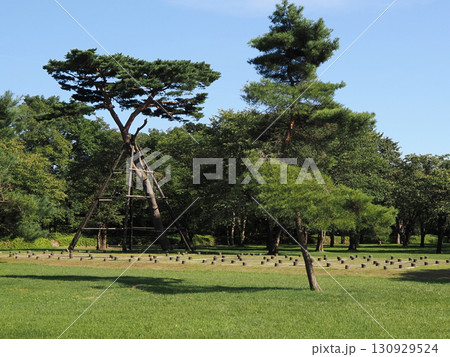史跡 白老仙台藩陣屋跡にある「最後の赤松」 130929524