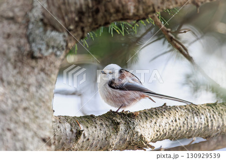 北海道の森に暮らす愛らしいシマエナガ 130929539