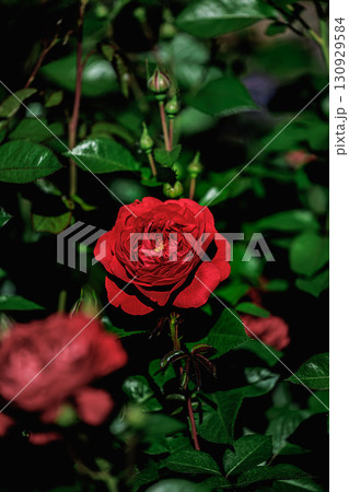 濃厚な色彩を放つ真紅のバラ 濃厚な色彩を放つ真紅のバラ 130929584