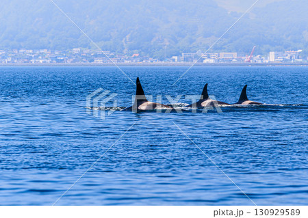 知床・羅臼沖を進むシャチたち 知床・羅臼沖を進むシャチたち 130929589