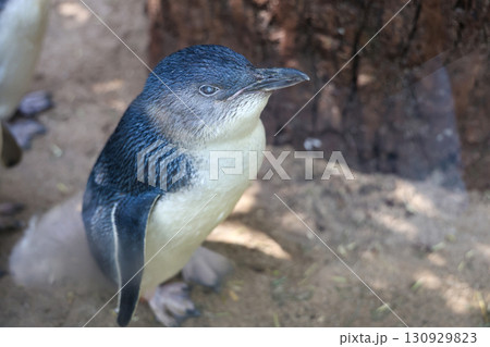 The Fairy penguin or blue penguin is so cute and local animal in phillip island,Australia The Fairy penguin or blue penguin is so cute and local animal in phillip island,Australia 130929823