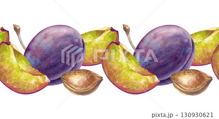 Watercolor seamless fruit border. A hand-drawn illustration of whole plums and pieces, pits and branches isolated on a white background. A botanical seamless frame with juicy seasonal fruits. For 130930621