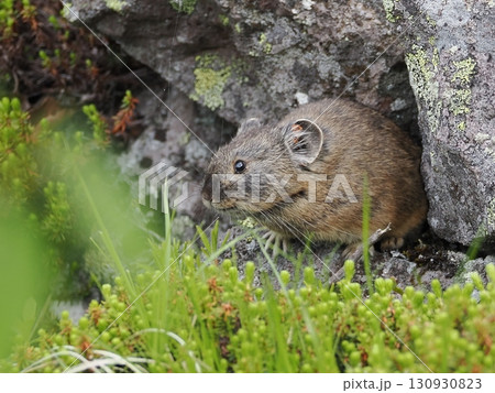 ガレ場に住んでいるエゾナキウサギ 130930823