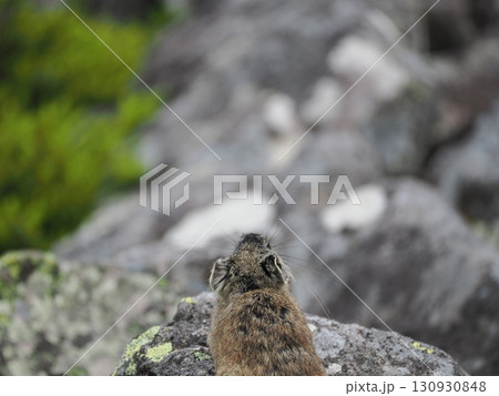 ガレ場に住んでいるエゾナキウサギ 130930848