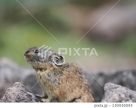 ガレ場に住んでいるエゾナキウサギ 130930893