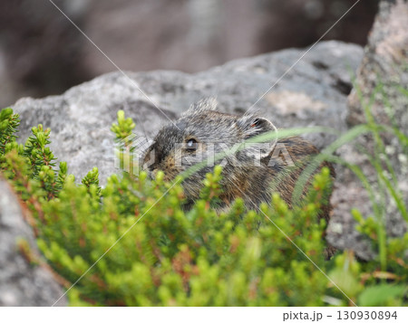 ガレ場に住んでいるエゾナキウサギ 130930894