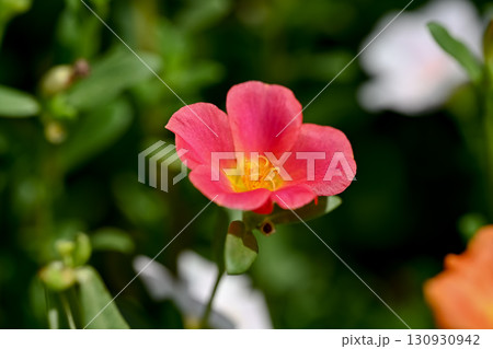 ポーチュラカ 130930942