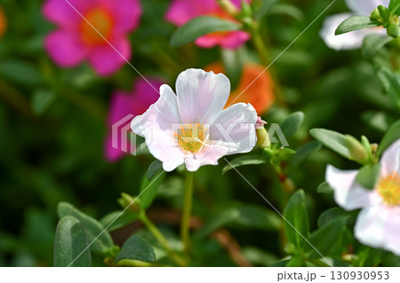 ポーチュラカ 130930953