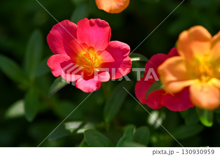 ポーチュラカ ポーチュラカ 130930959